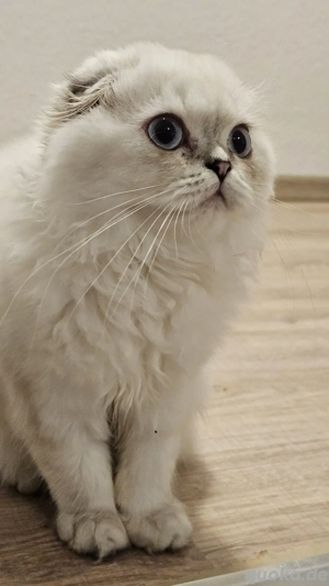 Britische Katze lange Haare 