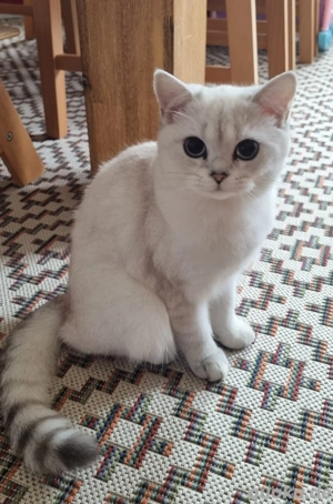 BKH Kätzchen  Bild 3