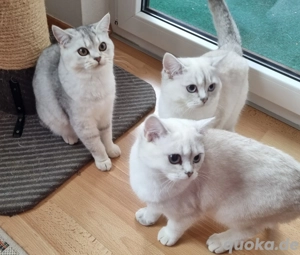 BKH Kätzchen  Bild 4