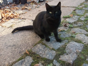 2 junge Katzen, Geschwisterpaar in liebevolle Hände abzugeben