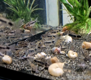 Hoplisoma habrosum Zwergpanzerwels 