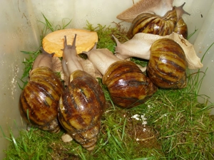 Archachatina marginata ovum, Achatschnecken, Achatina, Schnecken
