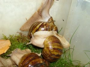 Archachatina marginata ovum, Achatschnecken, Achatina, Schnecken Bild 7 Archachatina marginata ovum, Achatschnecken, Achatina, Schnecken Bild 7
