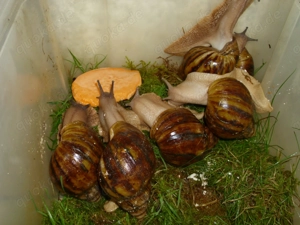 Archachatina marginata ovum, Achatschnecken, Achatina, Schnecken Bild 4 Archachatina marginata ovum, Achatschnecken, Achatina, Schnecken Bild 4