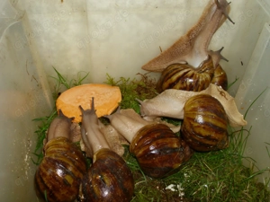 Archachatina marginata ovum, Achatschnecken, Achatina, Schnecken Bild 3 Archachatina marginata ovum, Achatschnecken, Achatina, Schnecken Bild 3