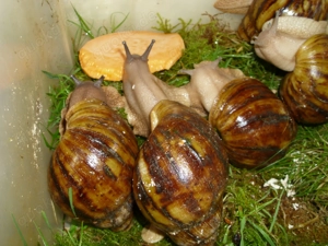 Archachatina marginata ovum, Achatschnecken, Achatina, Schnecken Bild 2 Archachatina marginata ovum, Achatschnecken, Achatina, Schnecken Bild 2