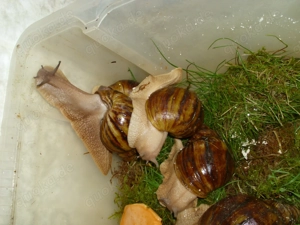 Archachatina marginata ovum, Achatschnecken, Achatina, Schnecken Bild 5 Archachatina marginata ovum, Achatschnecken, Achatina, Schnecken Bild 5