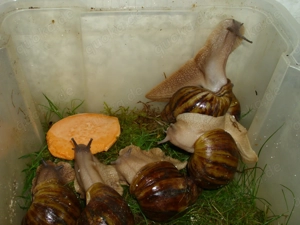 Archachatina marginata ovum, Achatschnecken, Achatina, Schnecken Bild 8 Archachatina marginata ovum, Achatschnecken, Achatina, Schnecken Bild 8