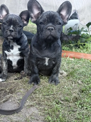 2 Zuckersüße Französische Retro Bulldoggen Welpen suchen noch ihre Familie.