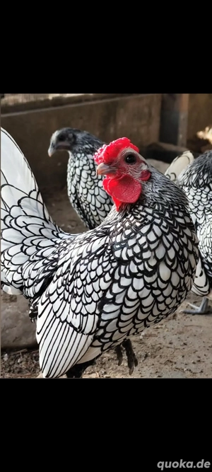 Sebright Silber Hahn