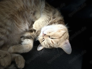 Bkh Dame schweren Herzens abzugeben 