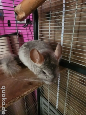 Verkaufe Chinchilla 