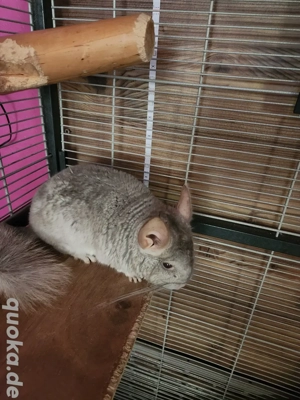 Verkaufe Chinchilla  Bild 2
