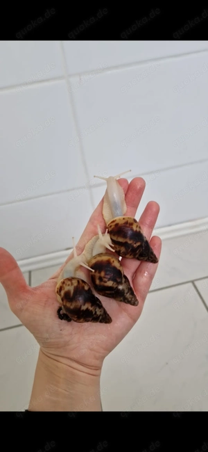 Lissachatina reticulata 