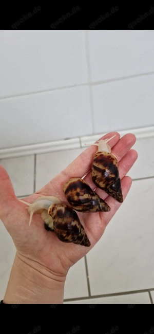 Lissachatina reticulata  Bild 2