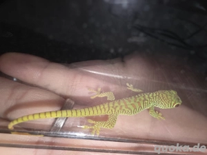 0.0.3 Phelsuma Grandis NZ
