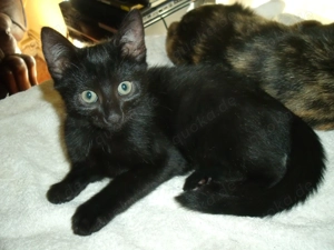 hübsches schwarzes Katzenbaby ++ pechschwarz ++ Stubenpanther ++ Kitten ++ 10 Wochen alt