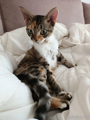 Devon Rex Mädchen 