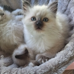 Heilige birma kitten 