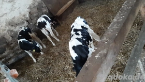 3 sbt bullenkälber zu verkaufen 