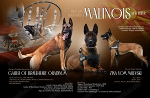 Malinois Welpen