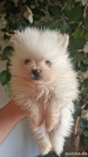 Pomeranian
