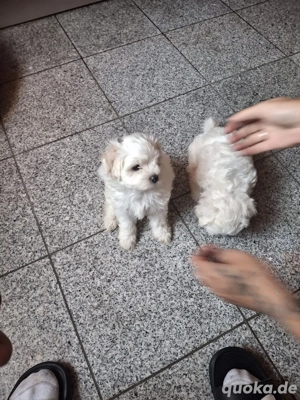 Bichon Frise - Shih-Tzu welpen  Bild 5