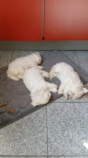 Bichon Frise - Shih-Tzu welpen  Bild 4