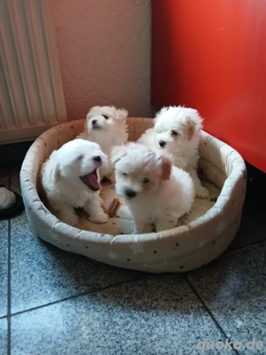 Bichon Frise - Shih-Tzu welpen 