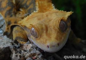 Kronengecko Halloween Weibchen abzugeben! Correlophus ciliatus