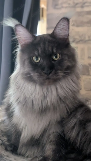 Noch ein 15 Monate  junges Maine Coon Mädchen mit Ahnentafel