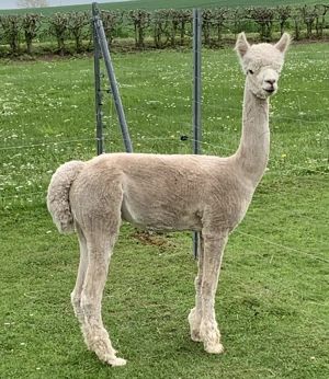 Alpaka, Alpakahengst, Alpaka Hengst 