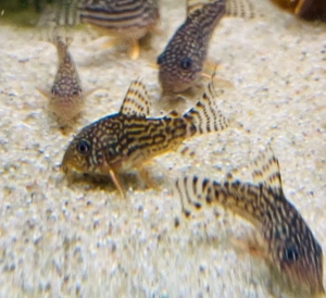 Orangeflossen Panzerwelse Hoplisoma (Corydoras) sterbai - 4,50 Bild 4