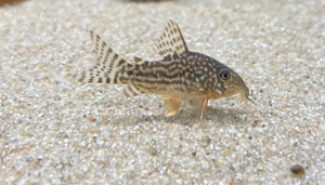 Orangeflossen Panzerwelse Hoplisoma (Corydoras) sterbai - 4,50