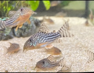 Orangeflossen Panzerwelse Hoplisoma (Corydoras) sterbai - 4,50 Bild 2
