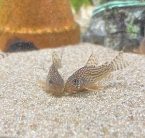 Orangeflossen Panzerwelse Hoplisoma (Corydoras) sterbai - 4,50 Bild 3
