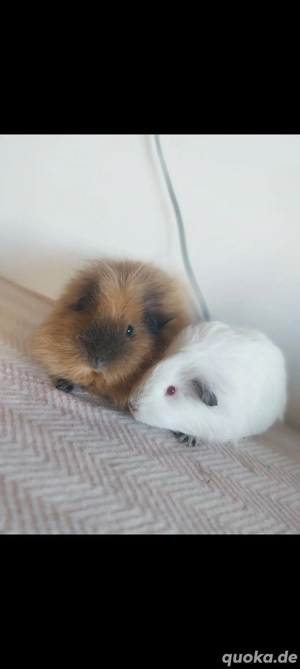 Zwei Meerschweinchen Damen, Sauen 