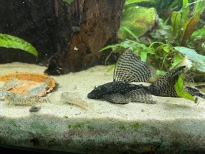 Antennenwelse Ancistrus Long Fin - Putztruppe fürs Aquarium