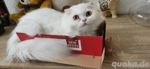 Weiße Katze mit gold-grünen Augen sucht ein liebevolles Zuhause    