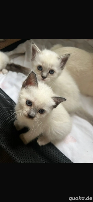 heilige birma siam mix