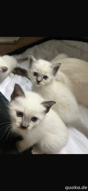 heilige birma siam mix Bild 2