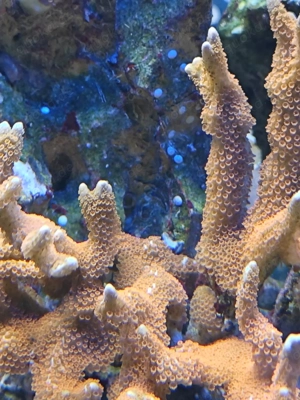 SPS Korallen abzugeben Meerwasser Bild 9