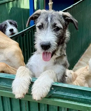 Errol   junger, katzenfreundlicher Sonnenschein