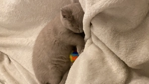 Britisch Kurzhaar Kitten mit Kratzbaum