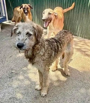 Eywa   sanfte, katzenfreundliche Junghündin Bild 5