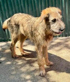 Eywa   sanfte, katzenfreundliche Junghündin Bild 2