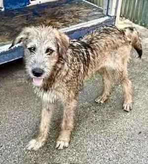 Eywa   sanfte, katzenfreundliche Junghündin Bild 3