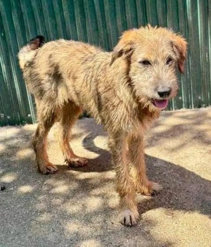 Eywa   sanfte, katzenfreundliche Junghündin Bild 4