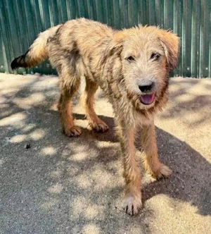 Eywa   sanfte, katzenfreundliche Junghündin Bild 7