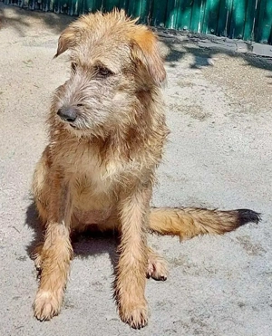 Eywa   sanfte, katzenfreundliche Junghündin Bild 6